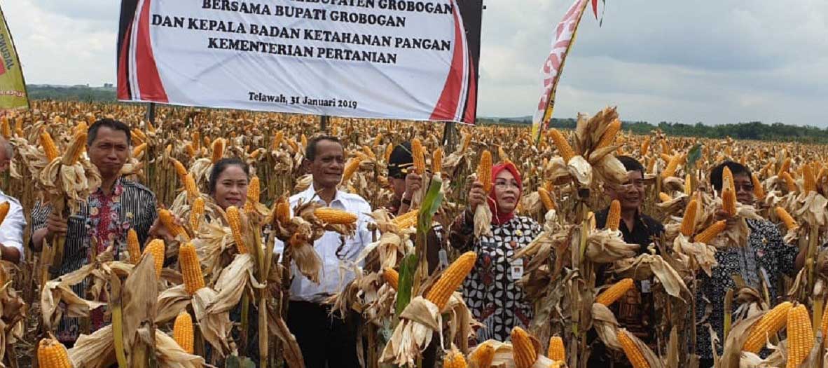  Panen Jagung di Karangrayung, Bupati Minta Pemerintah Tidak Impor Jagung