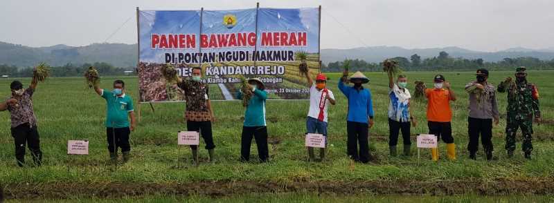 Pjs Bupati Grobogan Panen Bawang Merah dengan Petani Desa Kandangrejo