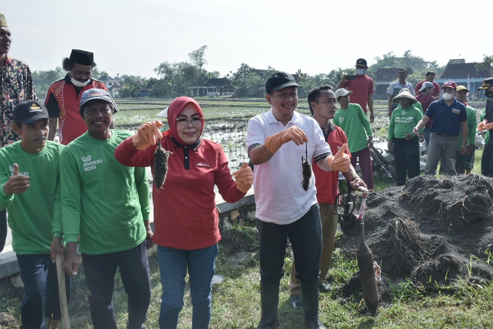 Basmi Hama Tikus, Bupati Turun ke sawah