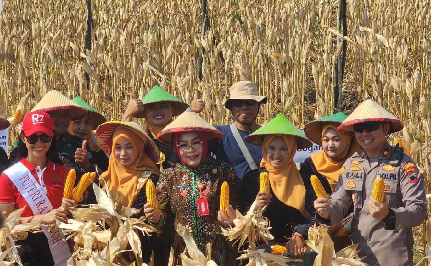 Bupati Sri Sumarni Panen Raya Jagung di Tengah Musim Kemarau Panjang