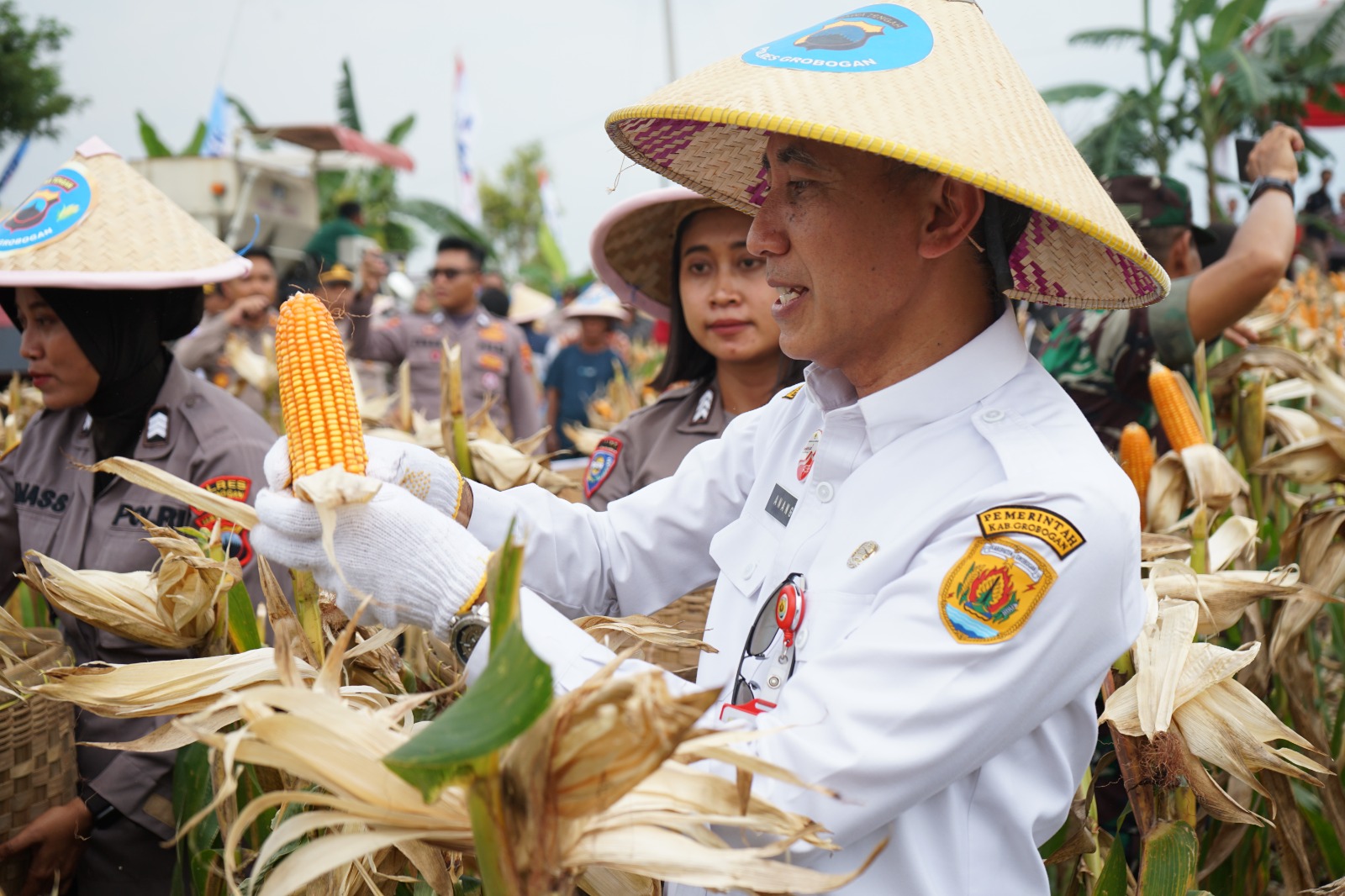 Panen Raya Jagung Tahap II di Toroh: Komitmen Grobogan Wujudkan Ketahanan Pangan
